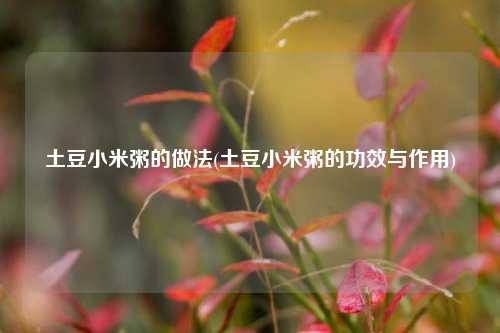 土豆小米粥的做法(土豆小米粥的功效与作用)